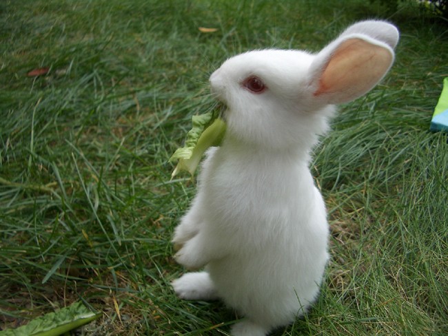 怎样提高幼兔成活率-图片版权归惠农网所有