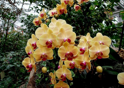 蝴蝶兰的繁殖方式-图片版权归惠农网所有