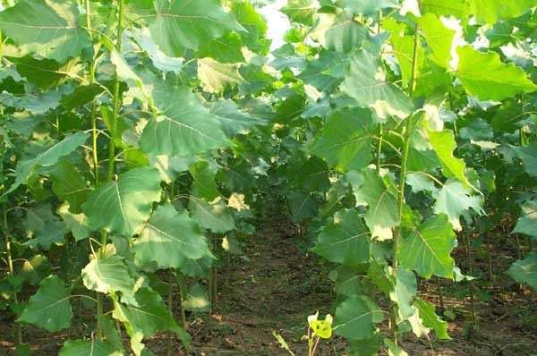 杨树的栽培管理技术-图片版权归惠农网所有