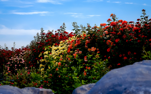 月季扦插育苗技术-图片版权归惠农网所有