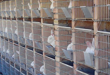 怎样提高幼兔成活率-图片版权归惠农网所有