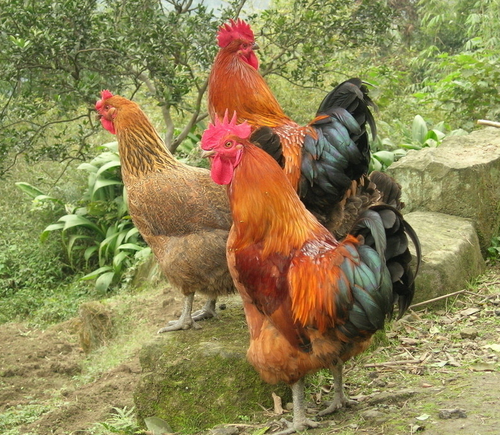 鸡的肠毒综合症病症及防治-图片版权归惠农网所有