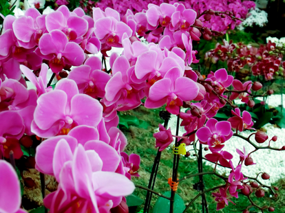 蝴蝶兰的繁殖方式-图片版权归惠农网所有