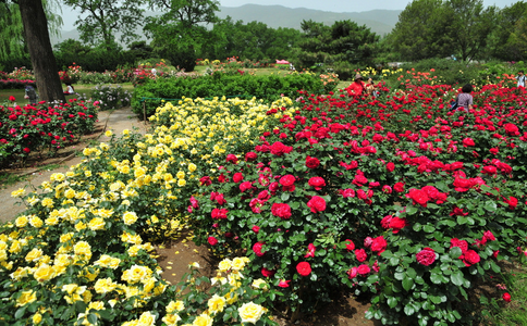 月季扦插育苗技术-图片版权归惠农网所有