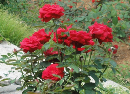 月季扦插育苗技术-图片版权归惠农网所有