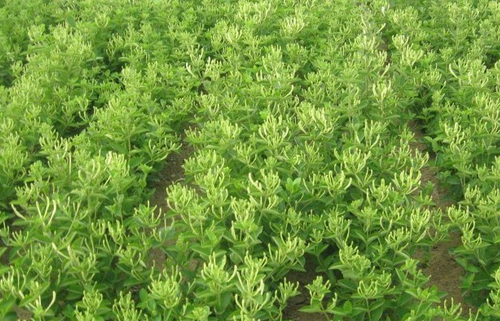 金银花种植的春季管理技术-图片版权归惠农网所有