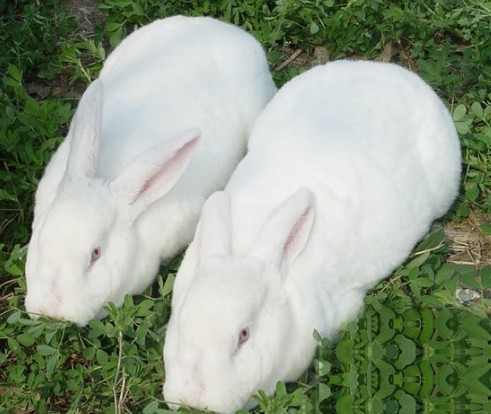 怎样提高幼兔成活率-图片版权归惠农网所有