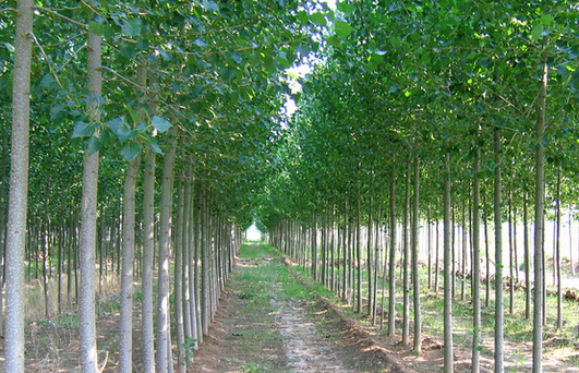 杨树的栽培管理技术-图片版权归惠农网所有