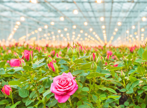 玫瑰鲜切花采后处理及分级规程-图片版权归惠农网所有