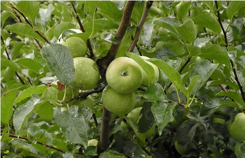 苹果树的春季管理技巧-图片版权归惠农网所有