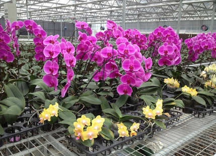 蝴蝶兰的繁殖方式-图片版权归惠农网所有