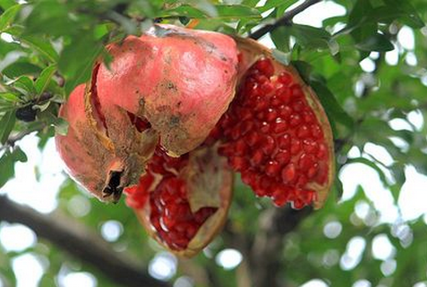 如何预防石榴裂果-图片版权归惠农网所有