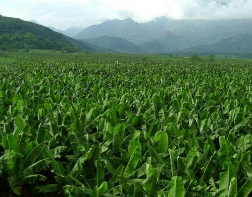 香蕉高产的栽培技术介绍-图片版权归惠农网所有