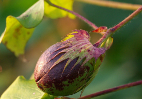 棉花烂桃怎么办-图片版权归惠农网所有