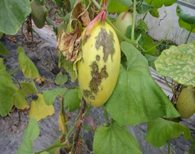 怎样防治西瓜果斑病-图片版权归惠农网所有