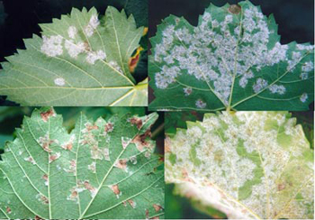 葡萄黑痘病与霜霉病的防治措施-图片版权归惠农网所有