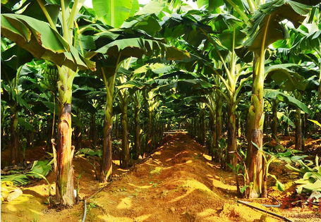 香蕉高产的栽培技术介绍-图片版权归惠农网所有