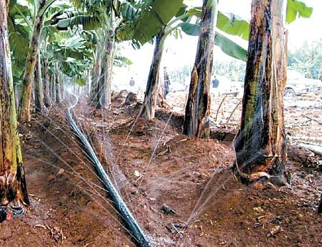 香蕉高产的栽培技术介绍-图片版权归惠农网所有