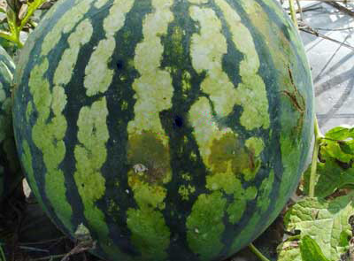 怎样防治西瓜果斑病-图片版权归惠农网所有