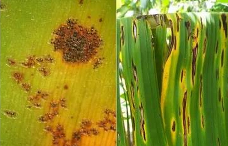 香蕉高产的栽培技术介绍-图片版权归惠农网所有