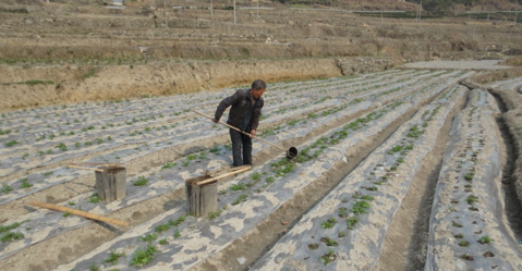 马铃薯施肥技术要点