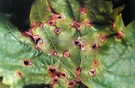 葡萄黑痘病与霜霉病的防治措施-图片版权归惠农网所有