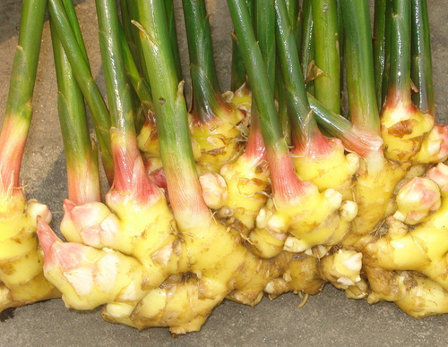 黄姜病虫害的发生与防治-图片版权归惠农网所有