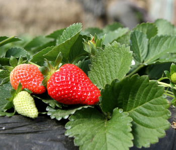 草莓反季种植新年卖高价-图片版权归惠农网所有