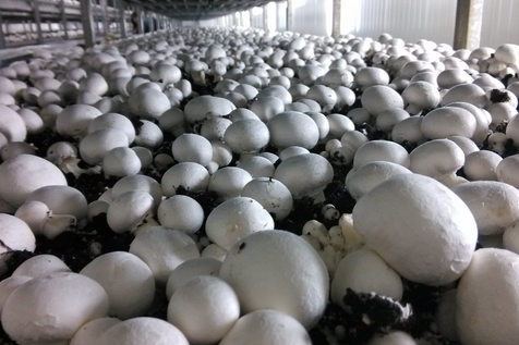 食用菌线虫及软体动物的防治措施-图片版权归惠农网所有