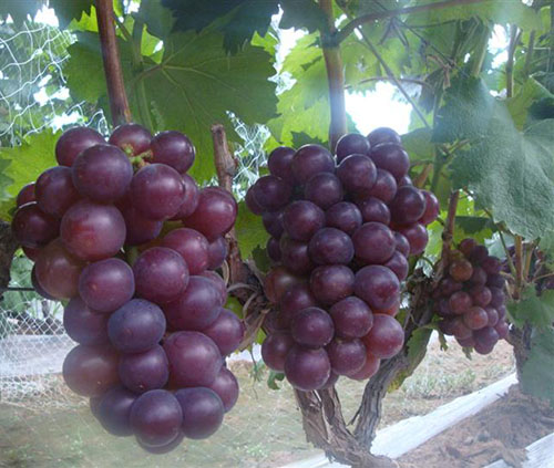 怎样预防藤稔葡萄裂果-图片版权归惠农网所有