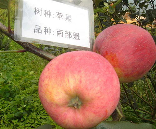 “南部魁”南方栽培的早熟优质苹果品种-图片版权归惠农网所有