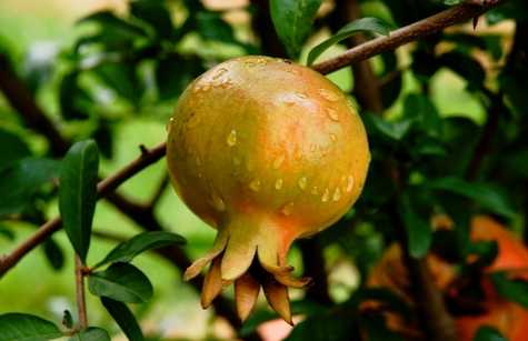 如何预防石榴裂果-图片版权归惠农网所有