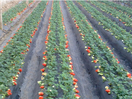 草莓反季种植新年卖高价-图片版权归惠农网所有