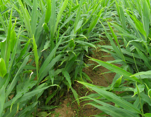 黄姜病虫害的发生与防治-图片版权归惠农网所有