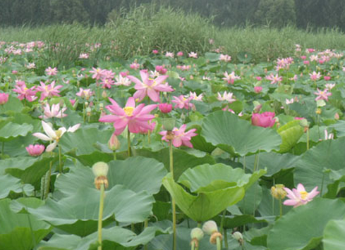 荷花種植.png