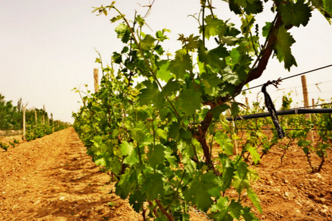 新种植葡萄培育管理技术要点-图片版权归惠农网所有