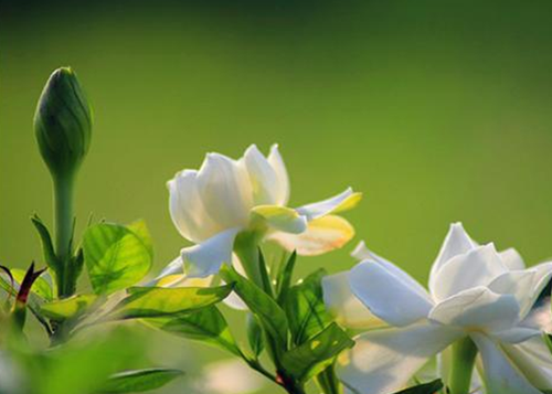 梔子花栽培技術(shù)