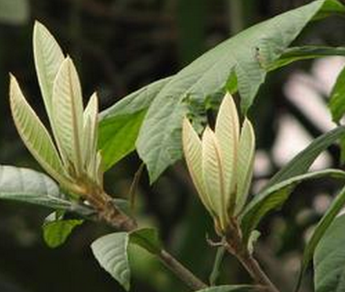 枇杷夏季管理