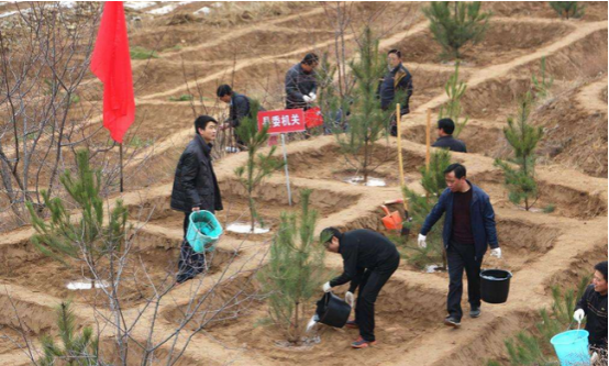 园林树木栽植前需要准备什么-图片版权归惠农网所有