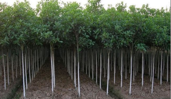 怎样才能选好苗木品种-图片版权归惠农网所有