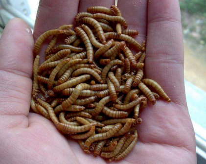 黄粉虫用途广饲喂管理要跟上-图片版权归惠农网所有