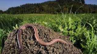 养殖蚯蚓用途广饲喂采收有技巧-图片版权归惠农网所有