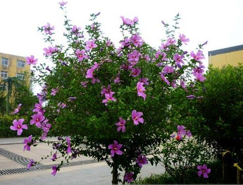 木槿夏季嫩枝扦插育苗-图片版权归惠农网所有