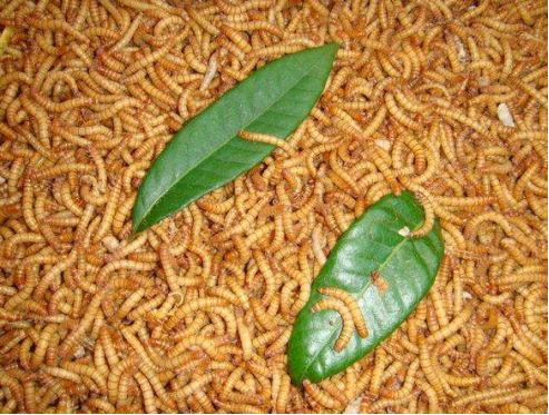 黄粉虫用途广饲喂管理要跟上-图片版权归惠农网所有