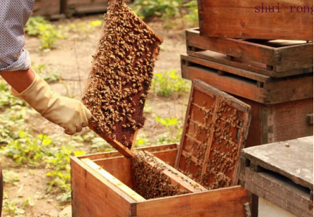 蜜蜂繁殖的新方法-图片版权归惠农网所有
