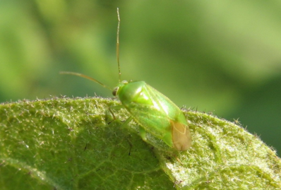 绿盲蝽一年发生世代多(北方5代),成虫寿命长(雌虫40