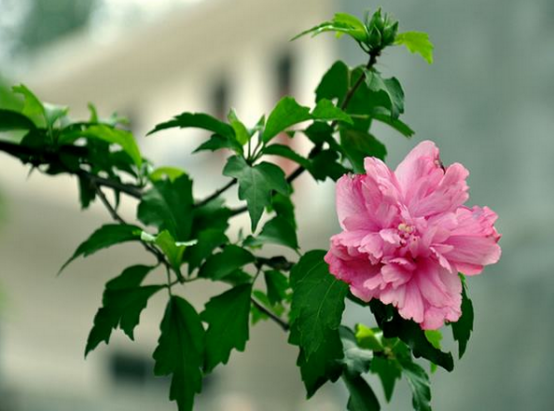 木槿夏季嫩枝扦插育苗-图片版权归惠农网所有