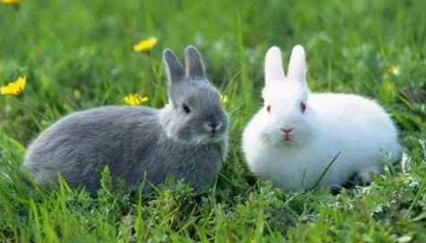 春天兔子繁殖的注意事项-图片版权归惠农网所有