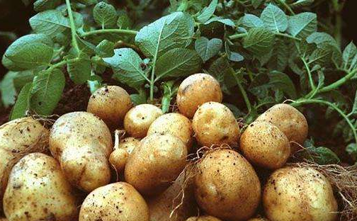 春季土豆如何管理-图片版权归惠农网所有