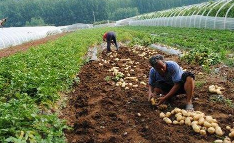 春季土豆如何管理-图片版权归惠农网所有
